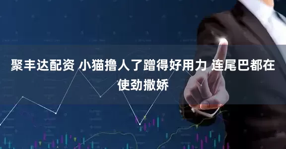 聚丰达配资 小猫撸人了蹭得好用力 连尾巴都在使劲撒娇
